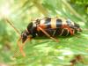 Leptura aurulenta